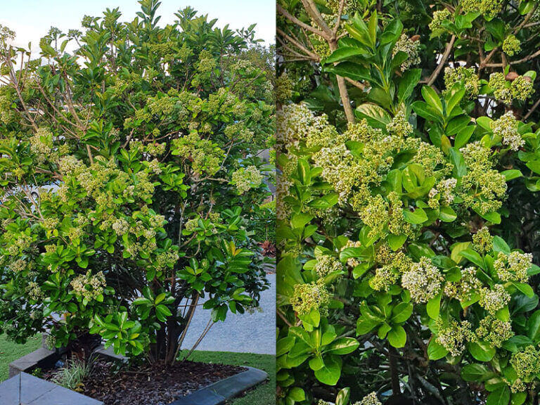 Viburnum Emerald Lustre buy online Able Nursery Gold Coast